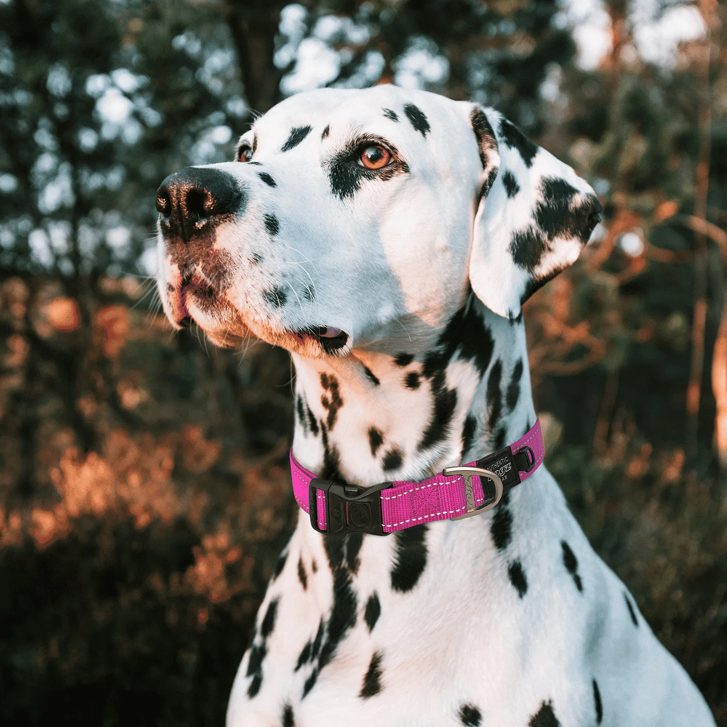 Rogz Classic Dog Collar