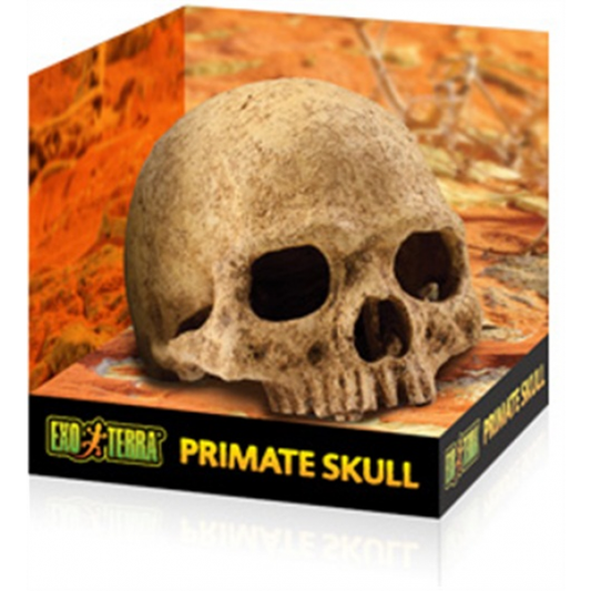 Exo Terra Primate Skull