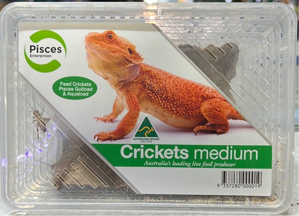 Medium crickets